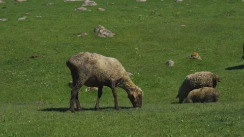 A flock of sheep grazing in the ""alpine meadows"" on a hot summer day Stock Footage 277460575