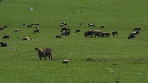 A flock of sheep grazing in the ""alpine meadows"" on a hot summer day Video stock 277600114