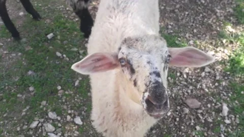 Flock of sheep grazing and closeup of white lamb Stock Footage 149118530