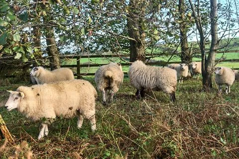 Flock of sheep grazing and resting beside the trees. Sheep farm in Co. Dublin Stock Photos