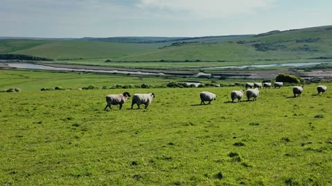 Flock of sheep grazing and walking on open green farmland under clear blue sky Stock Footage 309768496