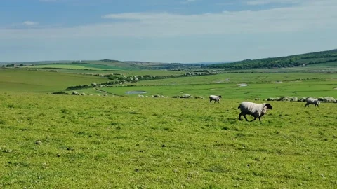 Flock of sheep grazing and walking on open green farmland under clear blue sky Stock Footage 309768517
