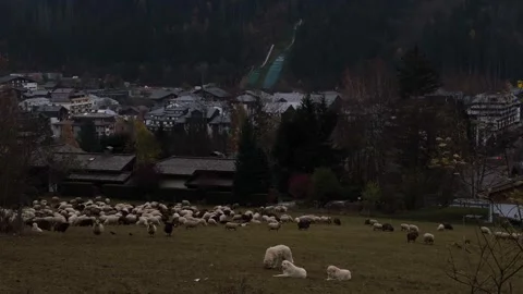 Flock of sheep grazing with in background Chamonix, France in November Stock Footage 292918018