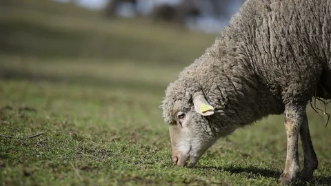 Flock of sheep grazing on beautiful mountain meadow Video stock 88320272