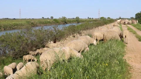 Flock of Sheep Grazing by the Brenta River, Italy 스톡 동영상 308325111