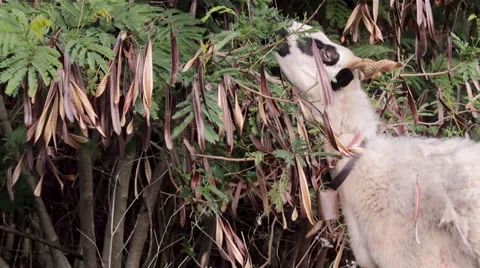 Flock of sheep grazing C Stock Footage 44781440