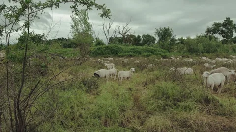 Flock of sheep grazing to clear weeds in West Sacramento Stock Footage 345367125