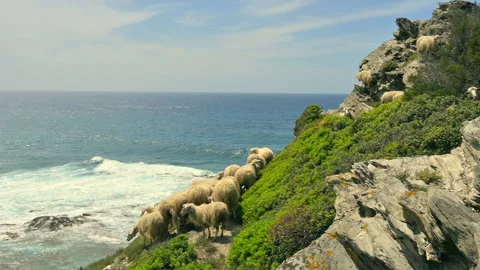 Flock of sheep grazing on a cliff overlooking the sea Stock Footage 131052478