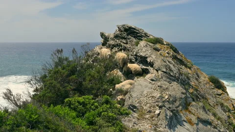 Flock of sheep grazing on a cliff overlooking the sea Stock Footage 131190531
