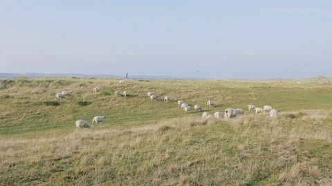 Flock of sheep grazing on coast Stock Footage 71565400