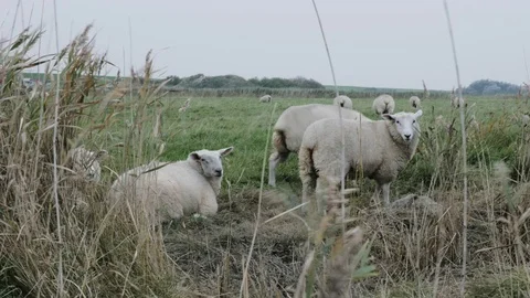 Flock of sheep grazing on coast Video stock 71565768