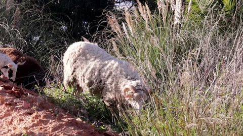 Flock of sheep grazing D Stock Footage 44787594
