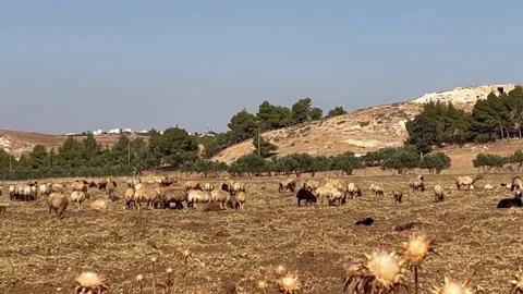 Flock of Sheep Grazing in Dry Rural Field Stock Footage 345305593