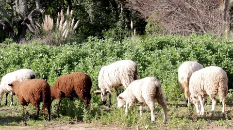 Flock of sheep grazing E Stock Footage 45848833