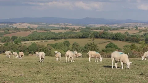 A flock of Sheep grazing in early evening sunshine in late Summer. Powys Vídeo Stock 345086194
