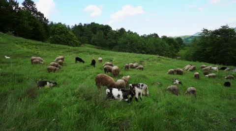 Flock of sheep grazing on a field Stock Footage 20441671