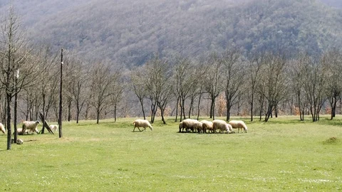 Flock of sheep grazing on a field Stock Footage 88306748