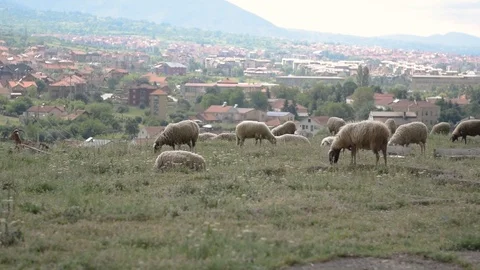 Flock of sheep grazing on a field Stock-Footage 101664402