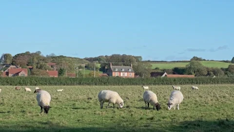 Flock of sheep grazing in a field Stock-Footage 255853494