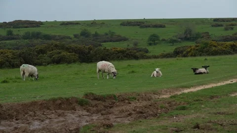 Flock of sheep grazing in a field Stock Footage 280861179