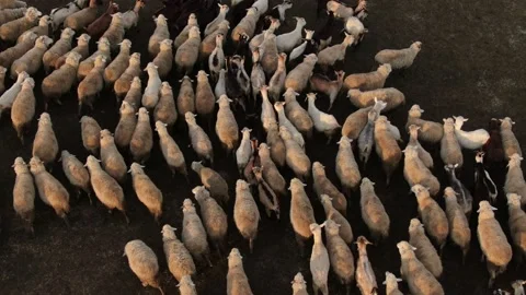 Flock of sheep grazing in a field at sunset №003 Stock Footage 153720489