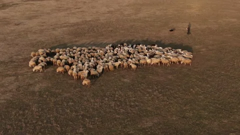 Flock of sheep grazing in a field at sunset №004 Stock Footage 153720494