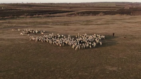Flock of sheep grazing in a field at sunset №001 Stock Footage 153720502