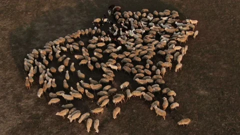 Flock of sheep grazing in a field at sunset №005 Stock Footage 153720528