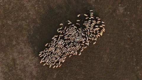 Flock of sheep grazing in a field at sunset №006 库存影片 153720535