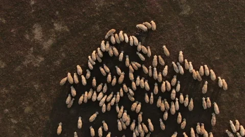 Flock of sheep grazing in a field at sunset №001 库存影片 153720558