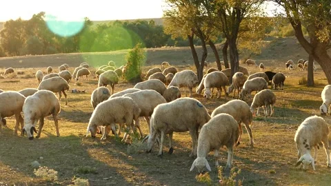 Flock of sheep grazing in the field at sunset, sheep and lambs grazing in t.. Vídeos de archivo 225102999