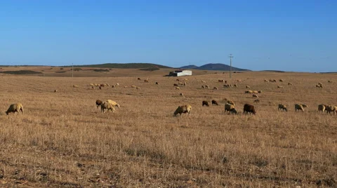 Flock of Sheep Grazing on Fields Stock Footage 41547316