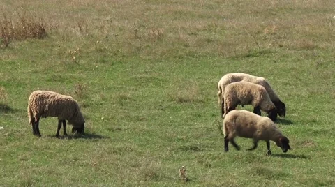 Flock of sheep grazing Stock Footage 56515810