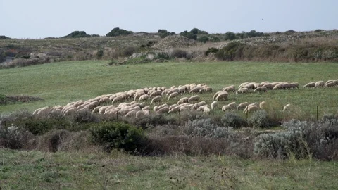 Flock of sheep grazing Stock Footage 97441987