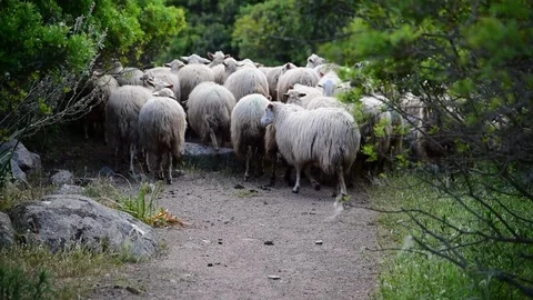 Flock of sheep grazing Stock Footage 97984005