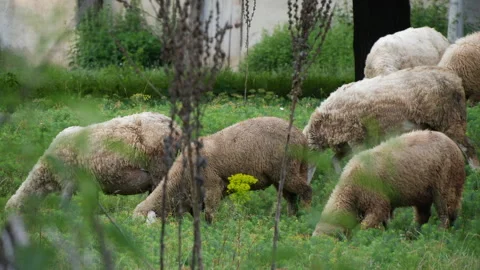 Flock of sheep grazing Stock Footage 135653122