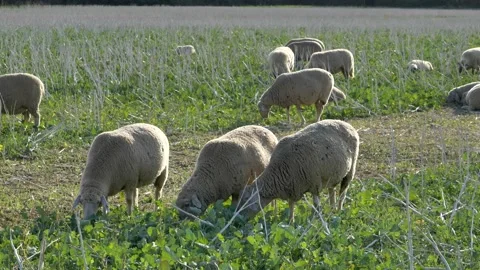 Flock of Sheep grazing. Stock Footage 139724423