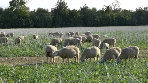 Flock of Sheep grazing. Stock Footage 139724424