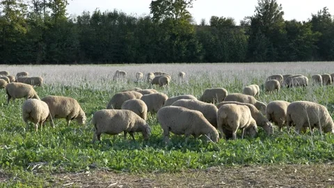 Flock of Sheep grazing. Stock Footage 139724488