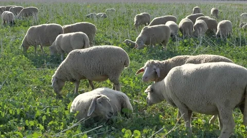 Flock of Sheep grazing. Stock Footage 139777336