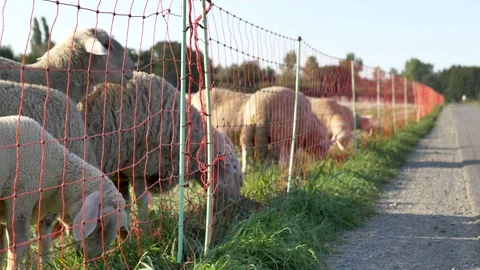 Flock of Sheep grazing. Stock Footage 139777413