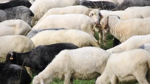 Flock of Sheep Grazing Stock Footage 140917010