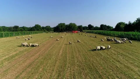 A flock of sheep grazing Stock-Footage 166856991