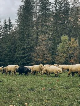 Flock of Sheep Grazing by Forest Edge Stock Photos