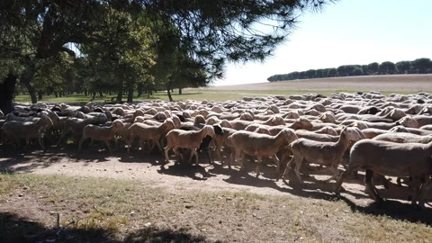 Flock of sheep grazing in the forest Stock Footage 153875565