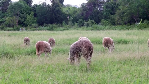Flock of sheep grazing on fresh green grass in rural meadow pasture. Video stock 344355269