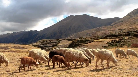 Flock of Sheep Grazing in front of Peruvian Andes Stock Footage 110346276