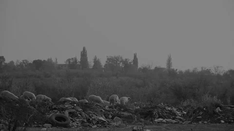 A flock of sheep grazing in a garbage dump in black and white 스톡 동영상 142682932
