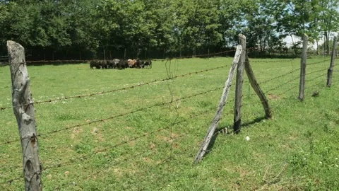 Flock of sheep grazing grass and running in the line, tracking shot by Pakito. Stock Footage 69186948