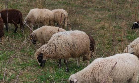 Flock of sheep grazing grass Stock Photos